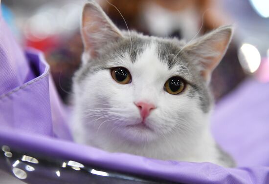 International cat show in Moscow
