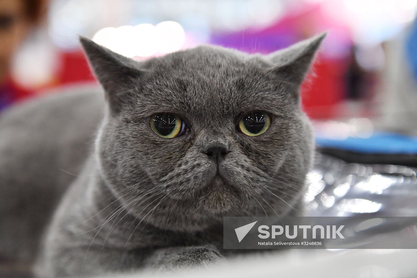 International cat show in Moscow
