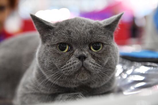 International cat show in Moscow