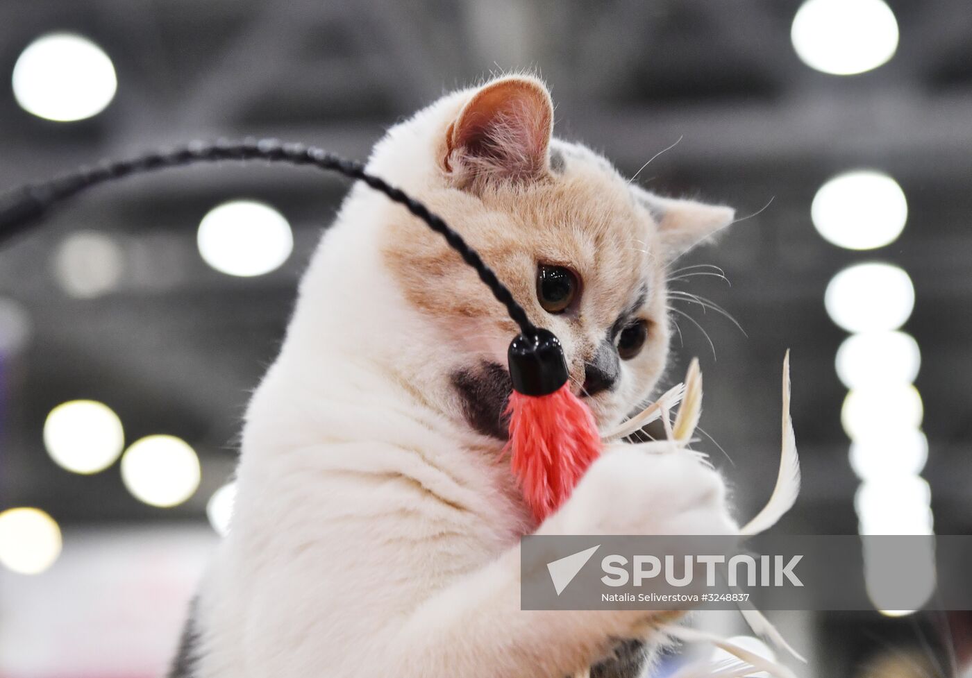 International cat show in Moscow