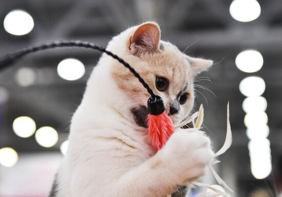 International cat show in Moscow
