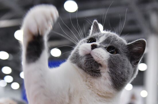 International cat show in Moscow