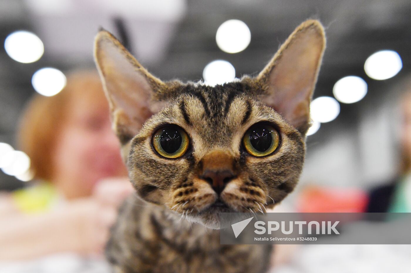 International cat show in Moscow