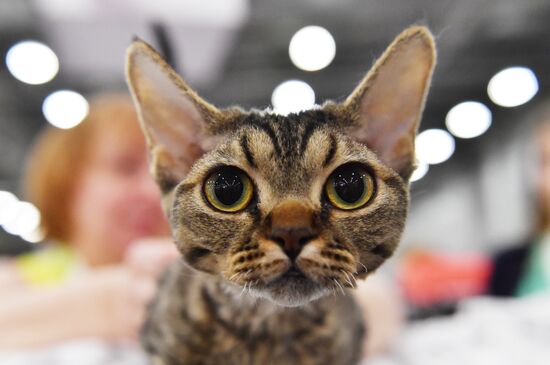 International cat show in Moscow