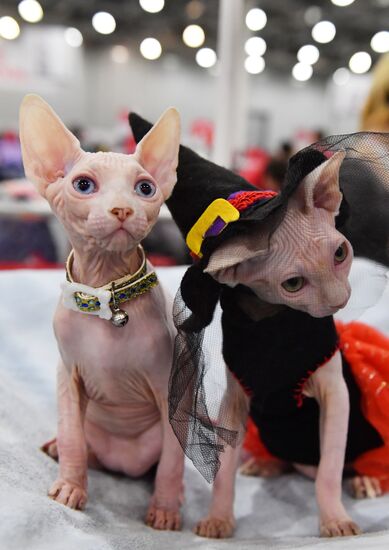 International cat show in Moscow