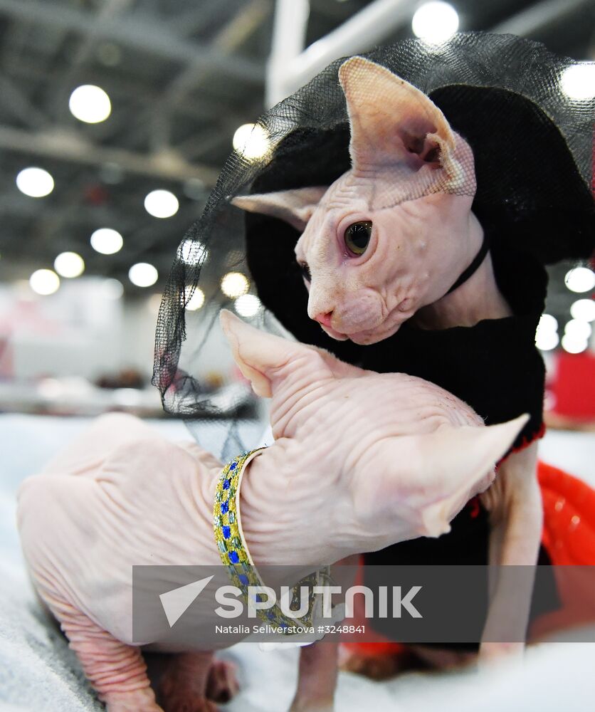 International cat show in Moscow