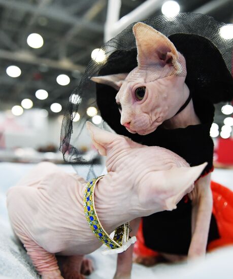 International cat show in Moscow