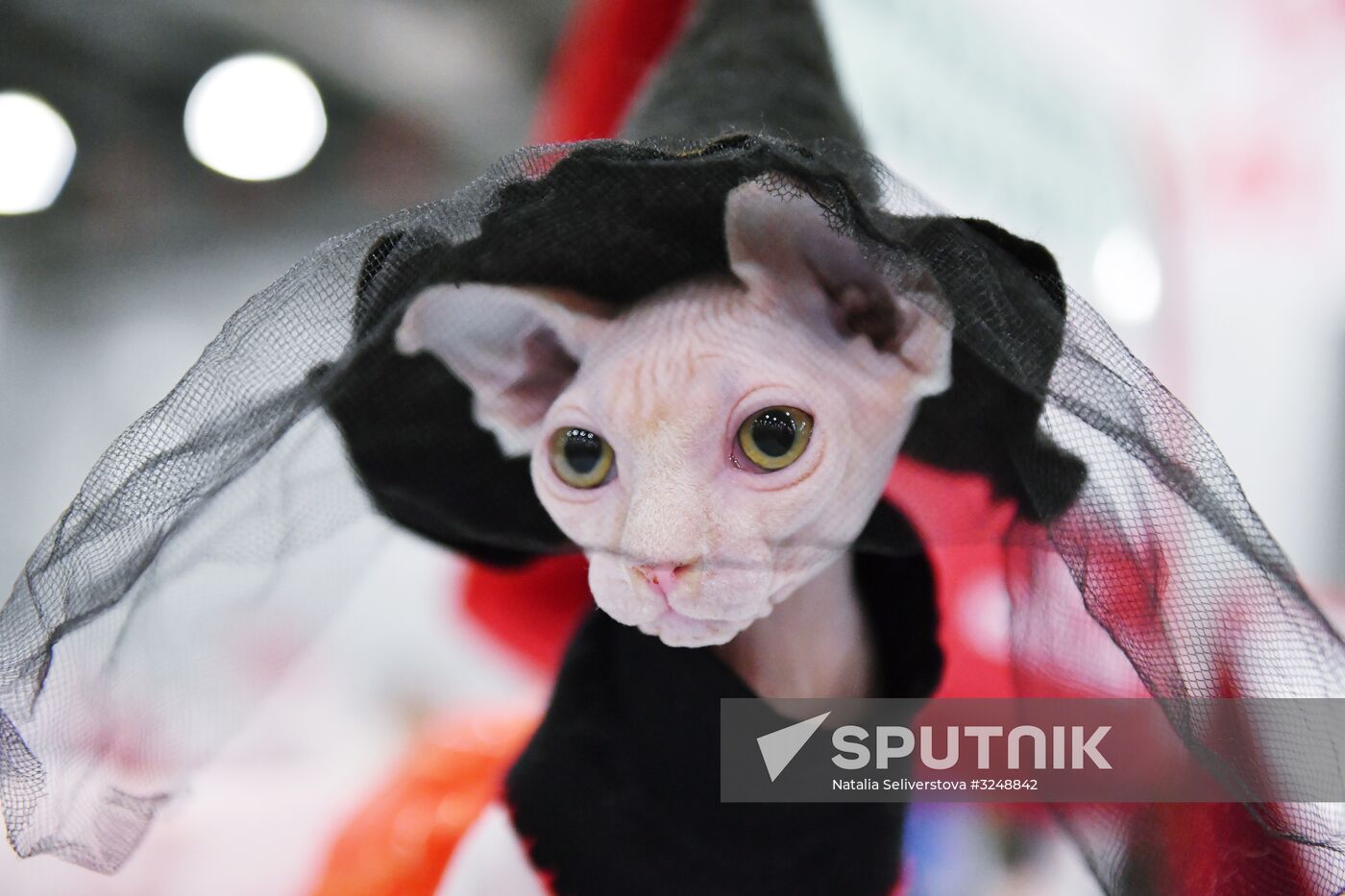 International cat show in Moscow