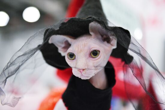 International cat show in Moscow