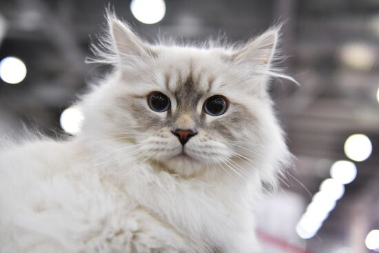International cat show in Moscow