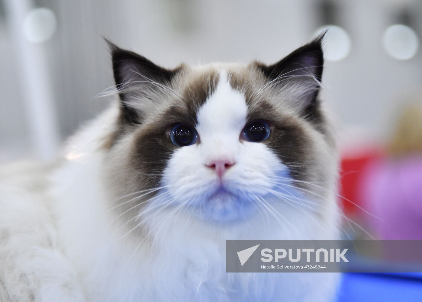 International cat show in Moscow