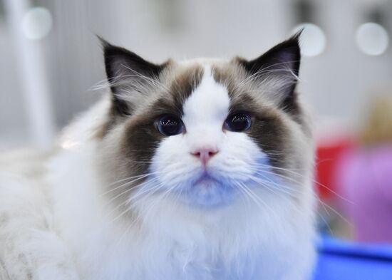 International cat show in Moscow