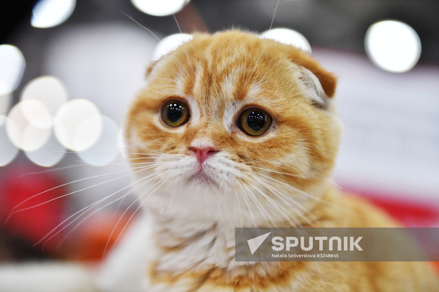 International cat show in Moscow