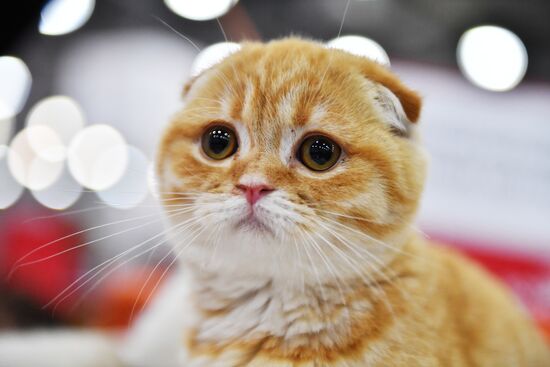 International cat show in Moscow