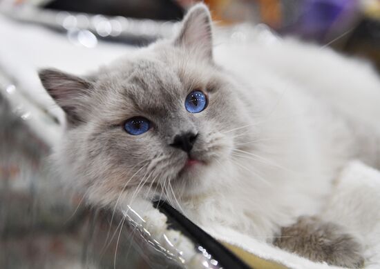 International cat show in Moscow
