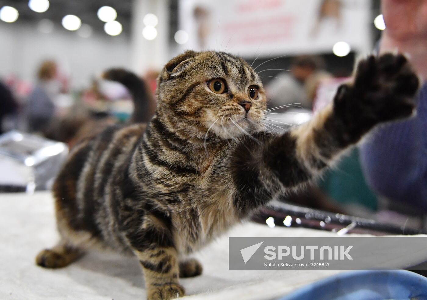 International cat show in Moscow