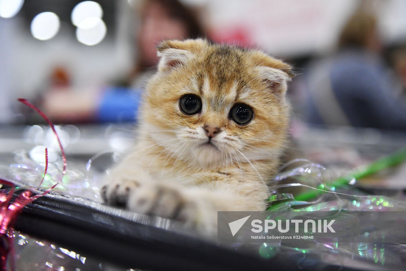 International cat show in Moscow