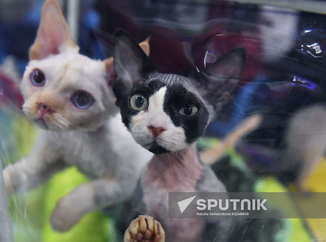 International cat show in Moscow
