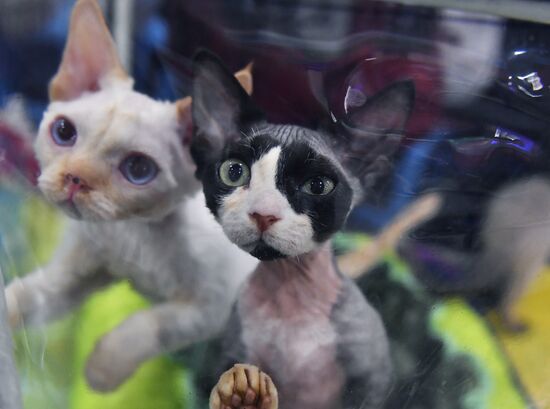 International cat show in Moscow