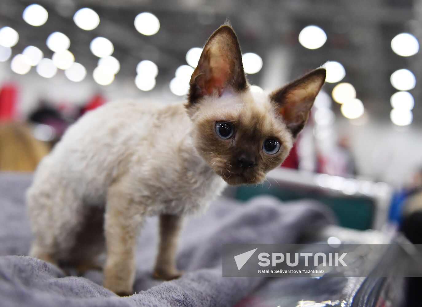 International cat show in Moscow