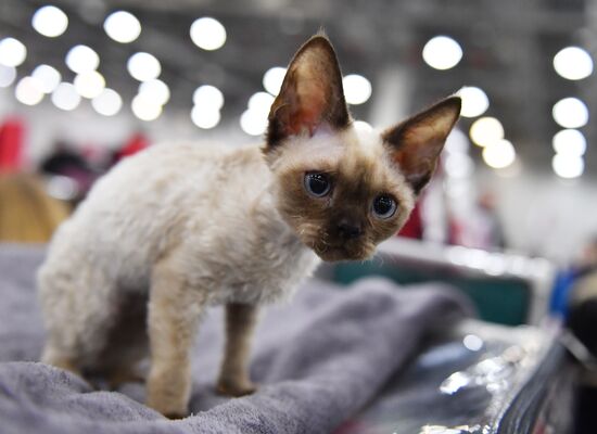 International cat show in Moscow