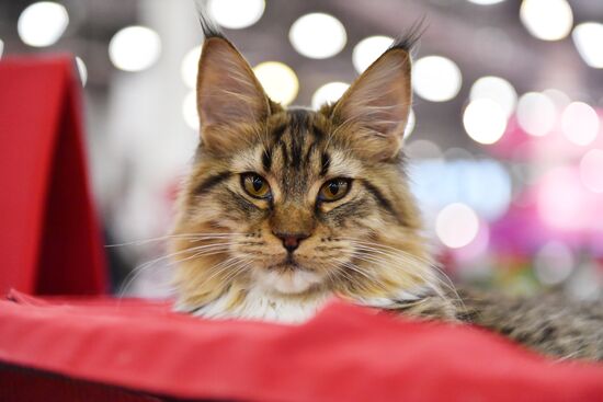 International cat show in Moscow