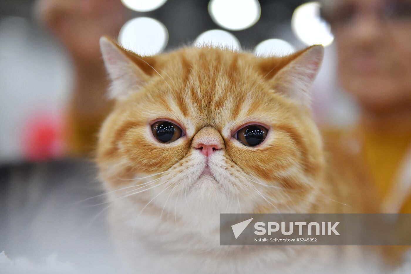International cat show in Moscow