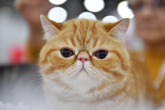 International cat show in Moscow