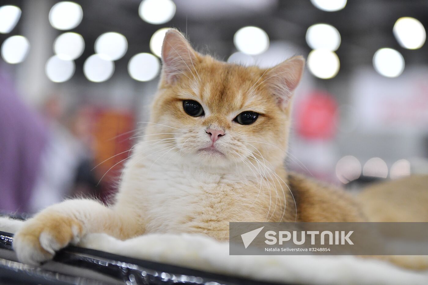 International cat show in Moscow