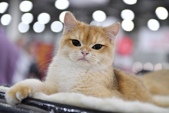 International cat show in Moscow
