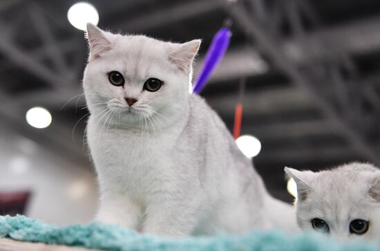 International cat show in Moscow