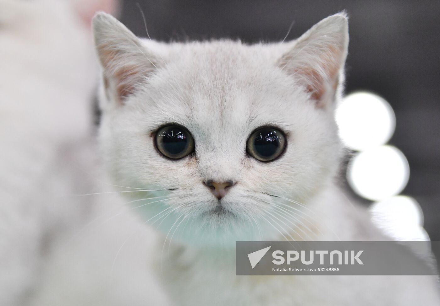 International cat show in Moscow