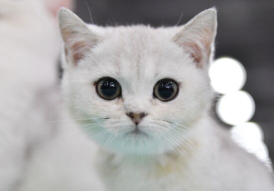 International cat show in Moscow