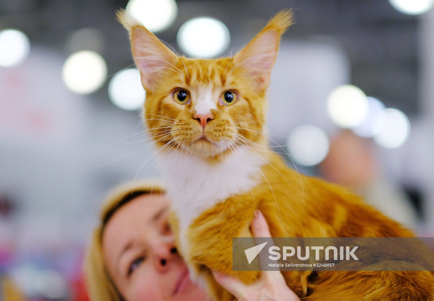 International cat show in Moscow