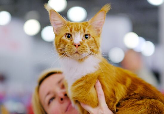 International cat show in Moscow