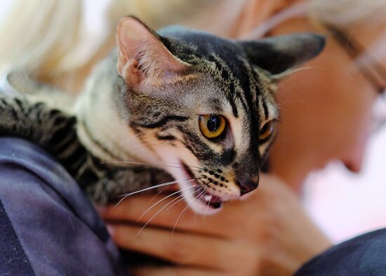 International cat show in Moscow