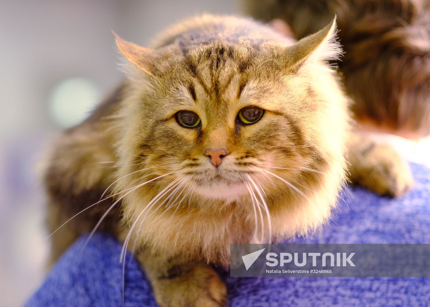 International cat show in Moscow