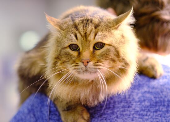 International cat show in Moscow