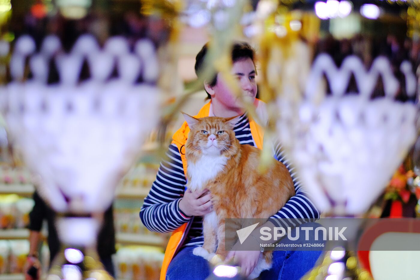International cat show in Moscow