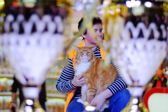 International cat show in Moscow
