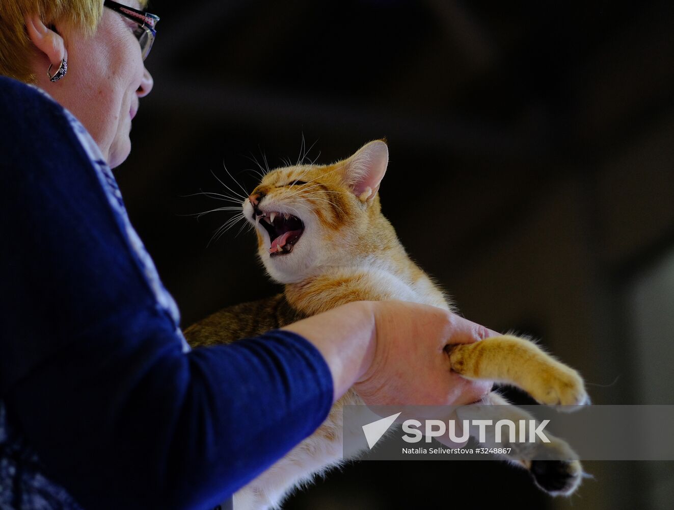 International cat show in Moscow