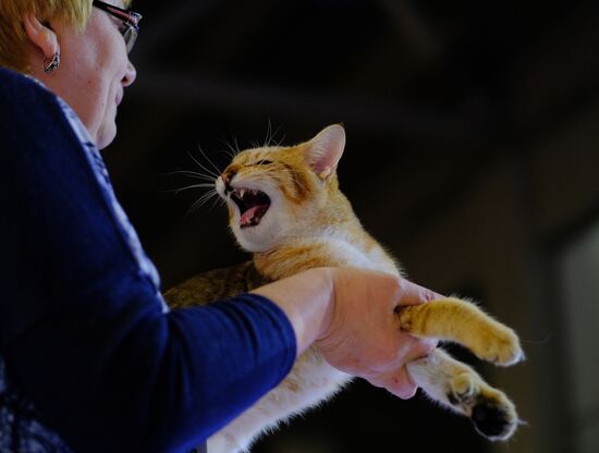 International cat show in Moscow