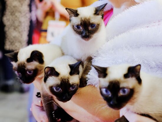 International cat show in Moscow