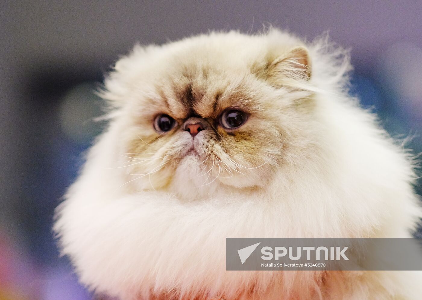 International cat show in Moscow