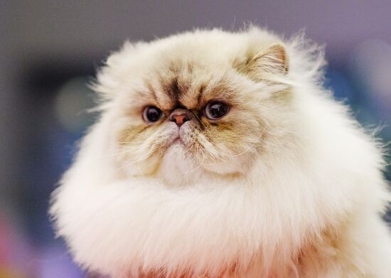International cat show in Moscow