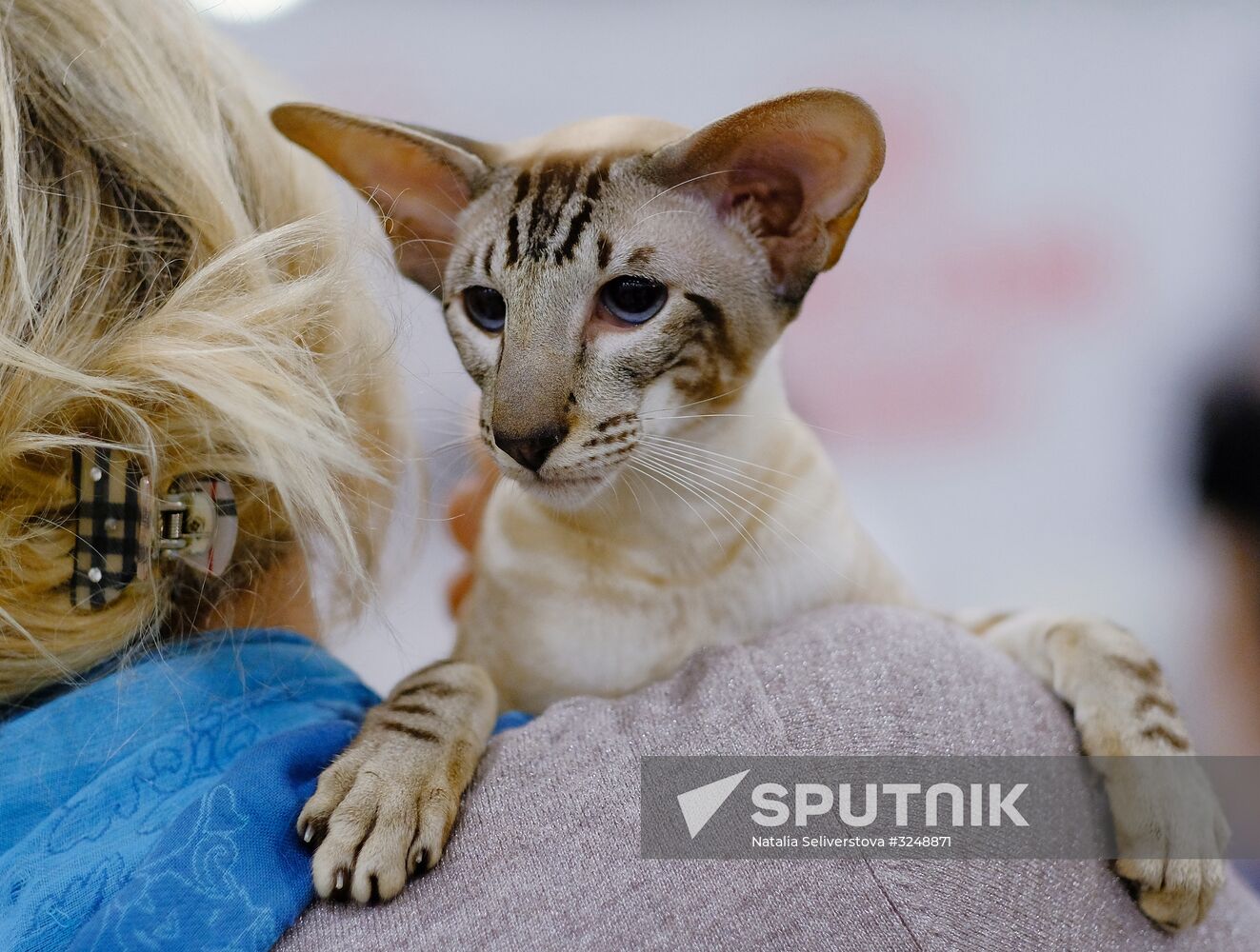 International cat show in Moscow