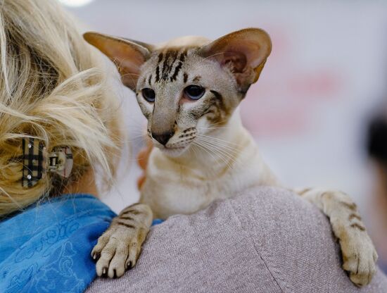International cat show in Moscow