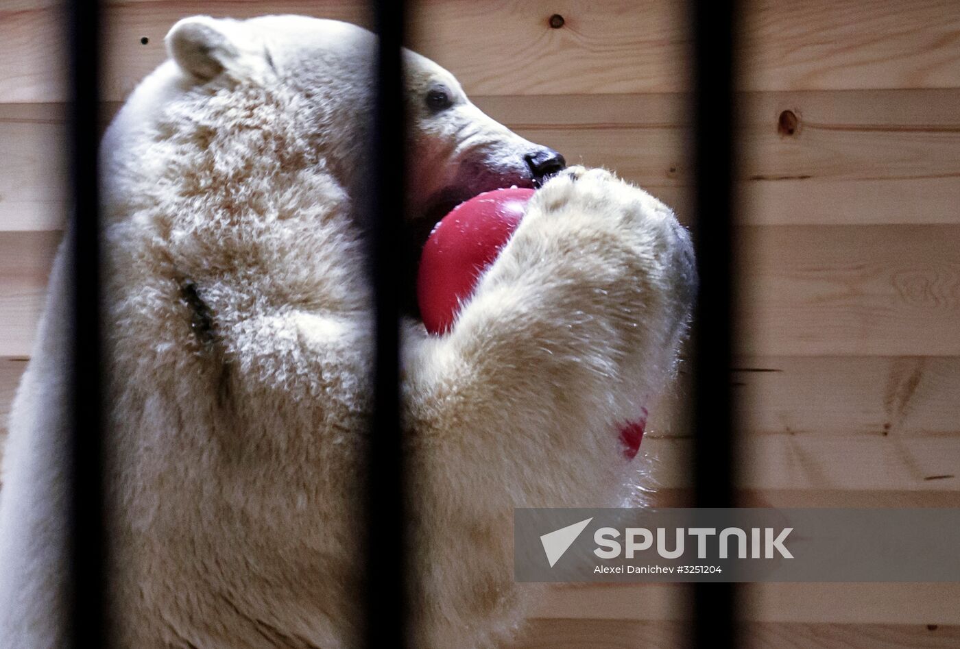 Polar bear Snezhinka delivered to Leningrad Zoo