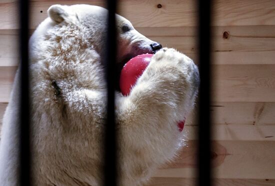 Polar bear Snezhinka delivered to Leningrad Zoo