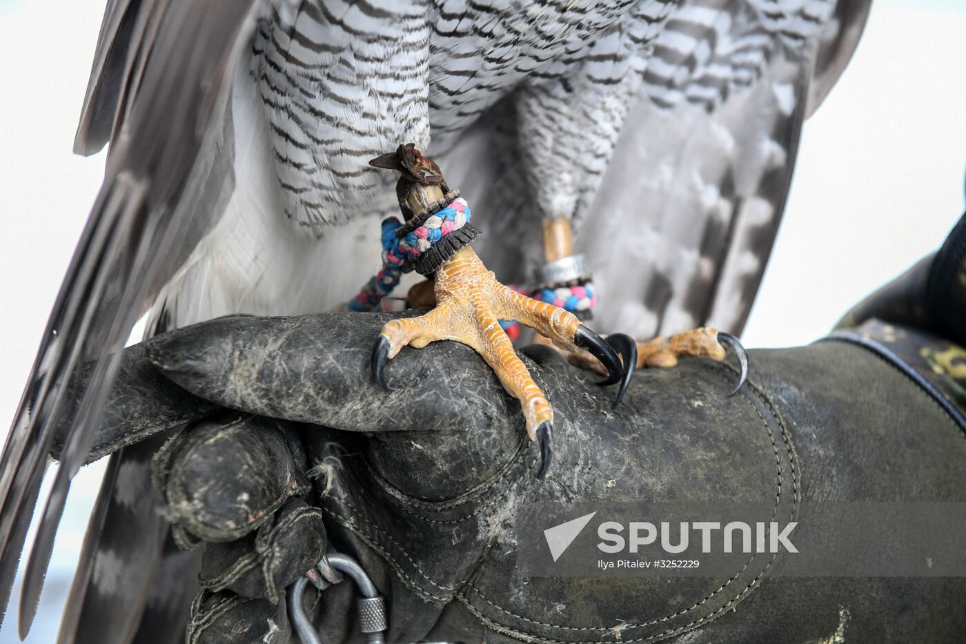 Kremlin's falcon service